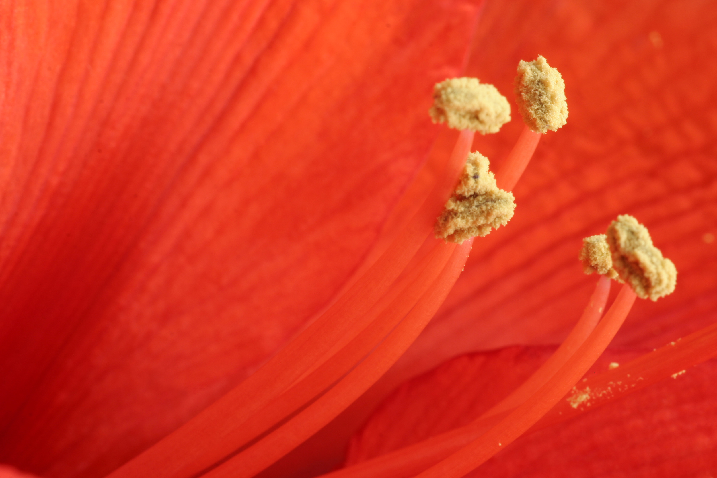 Stamens