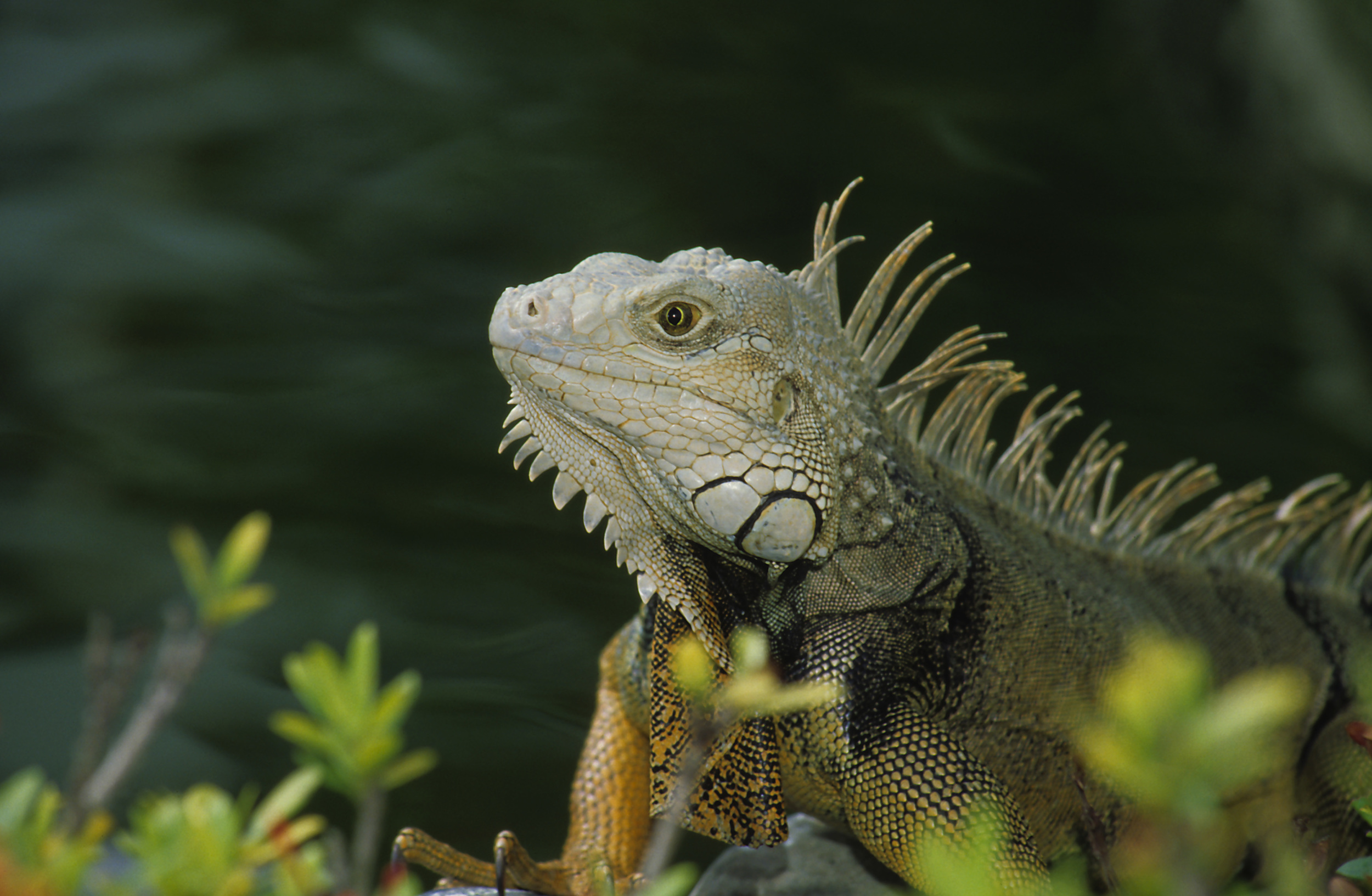 Iguana