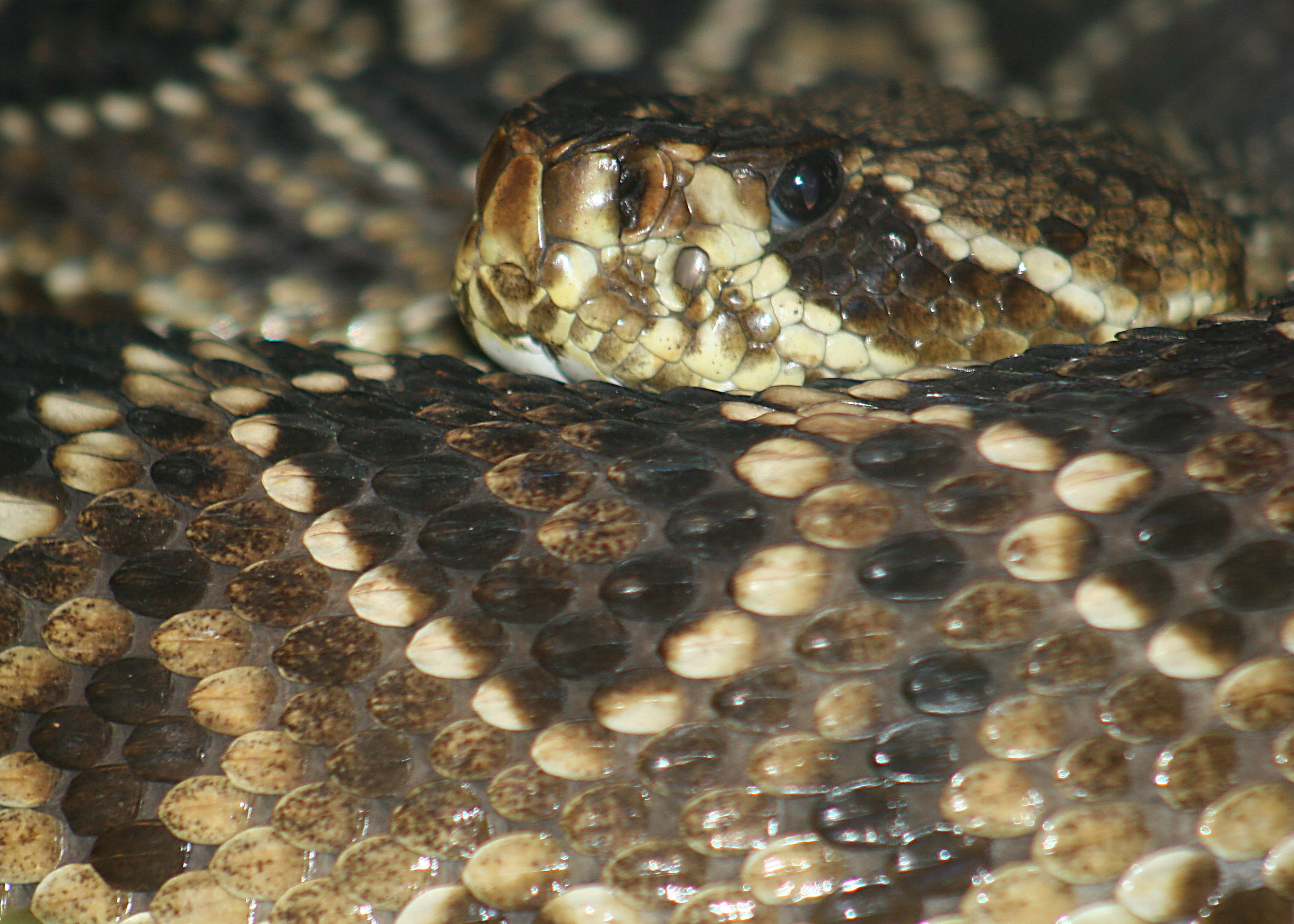 Rattlesnake