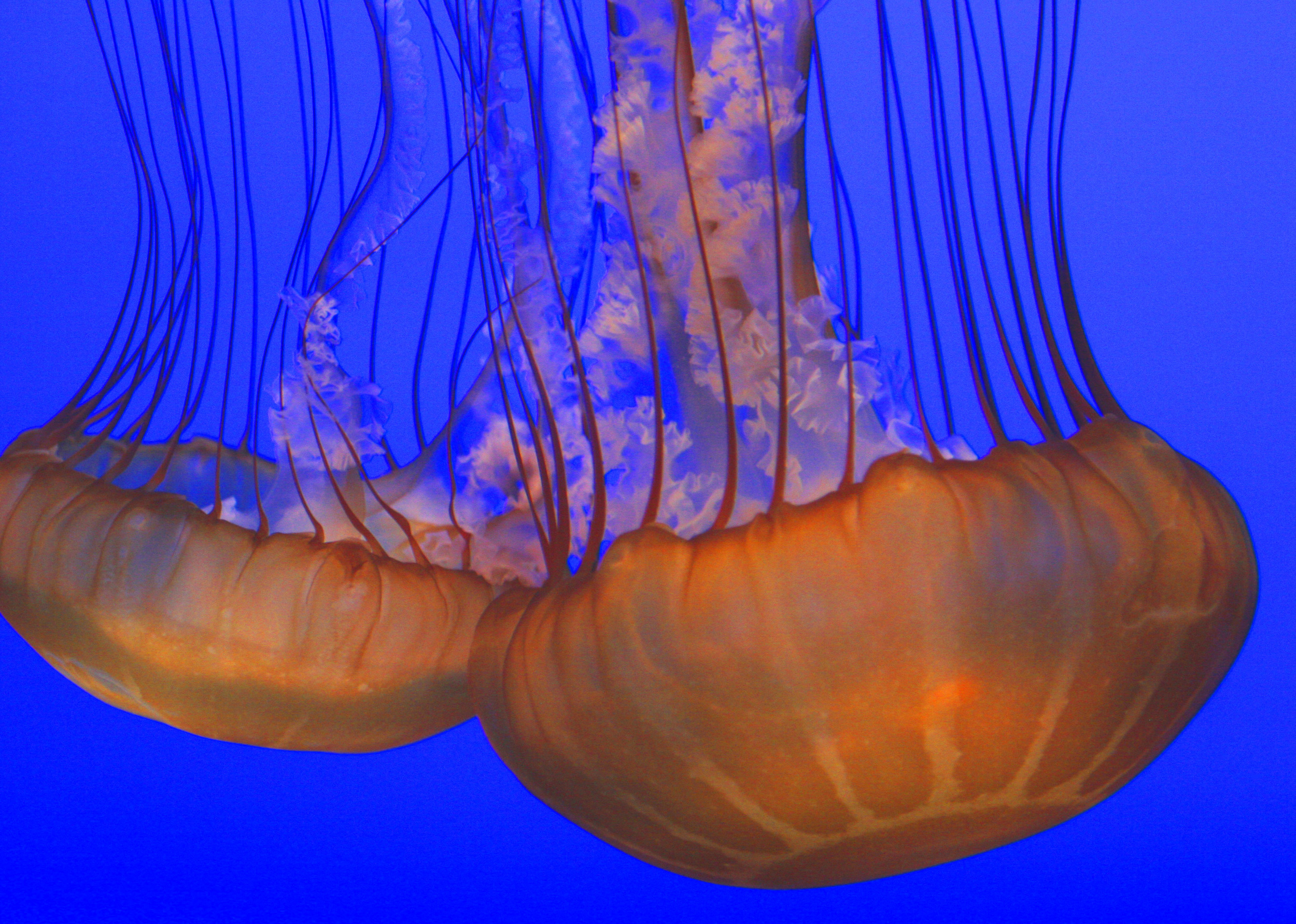 Jellyfish