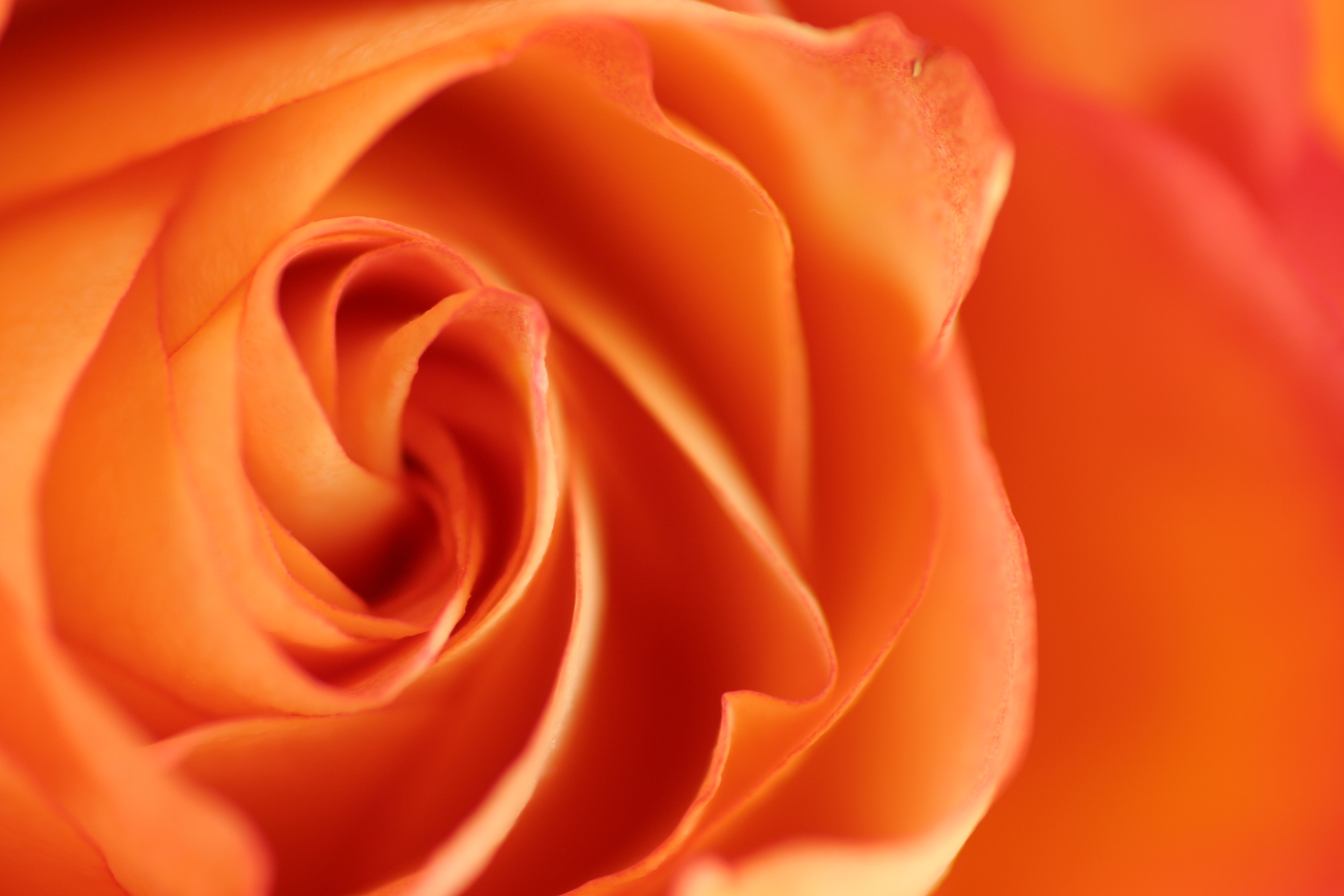 Orange Rose