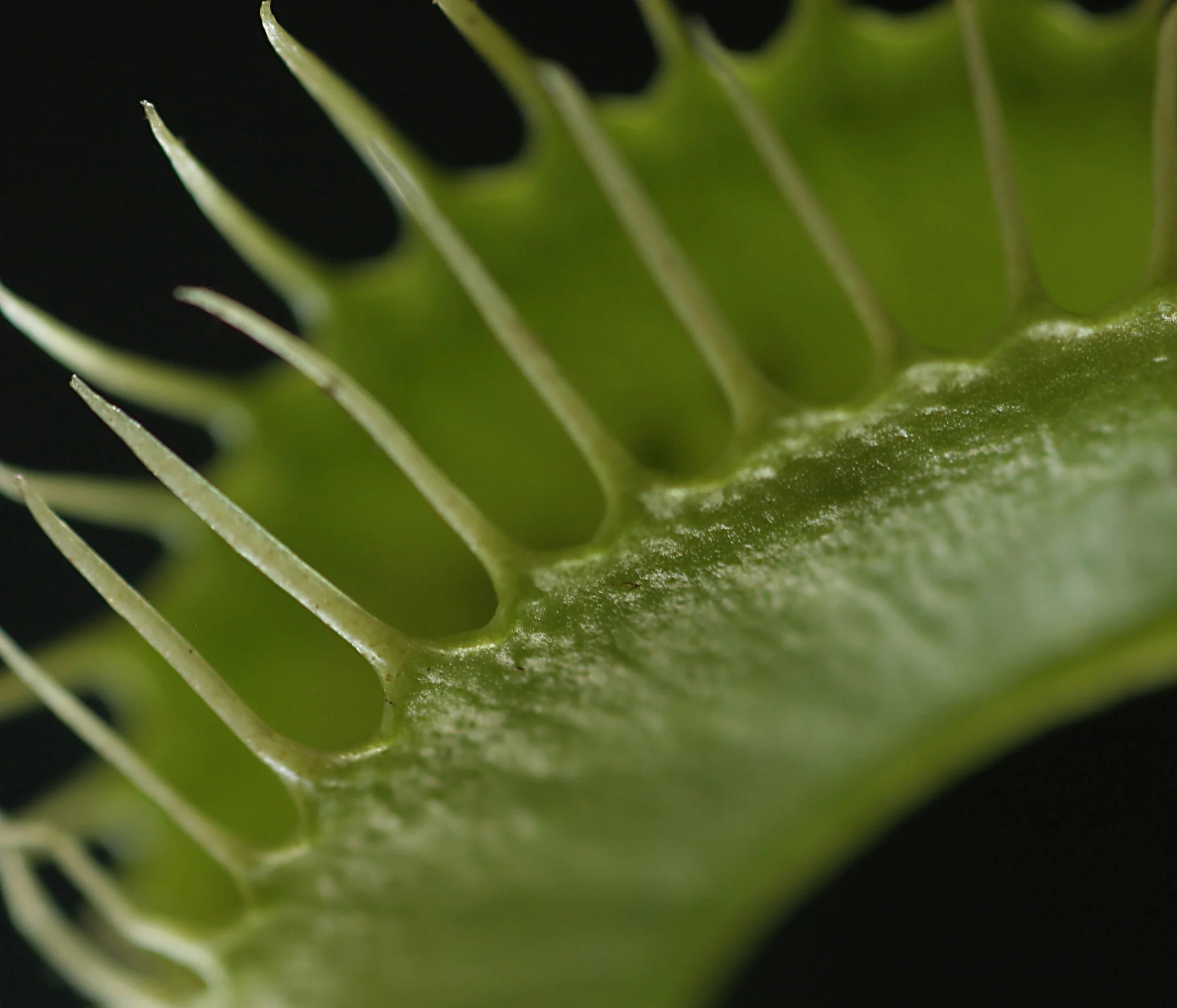 Venus Fly Trap