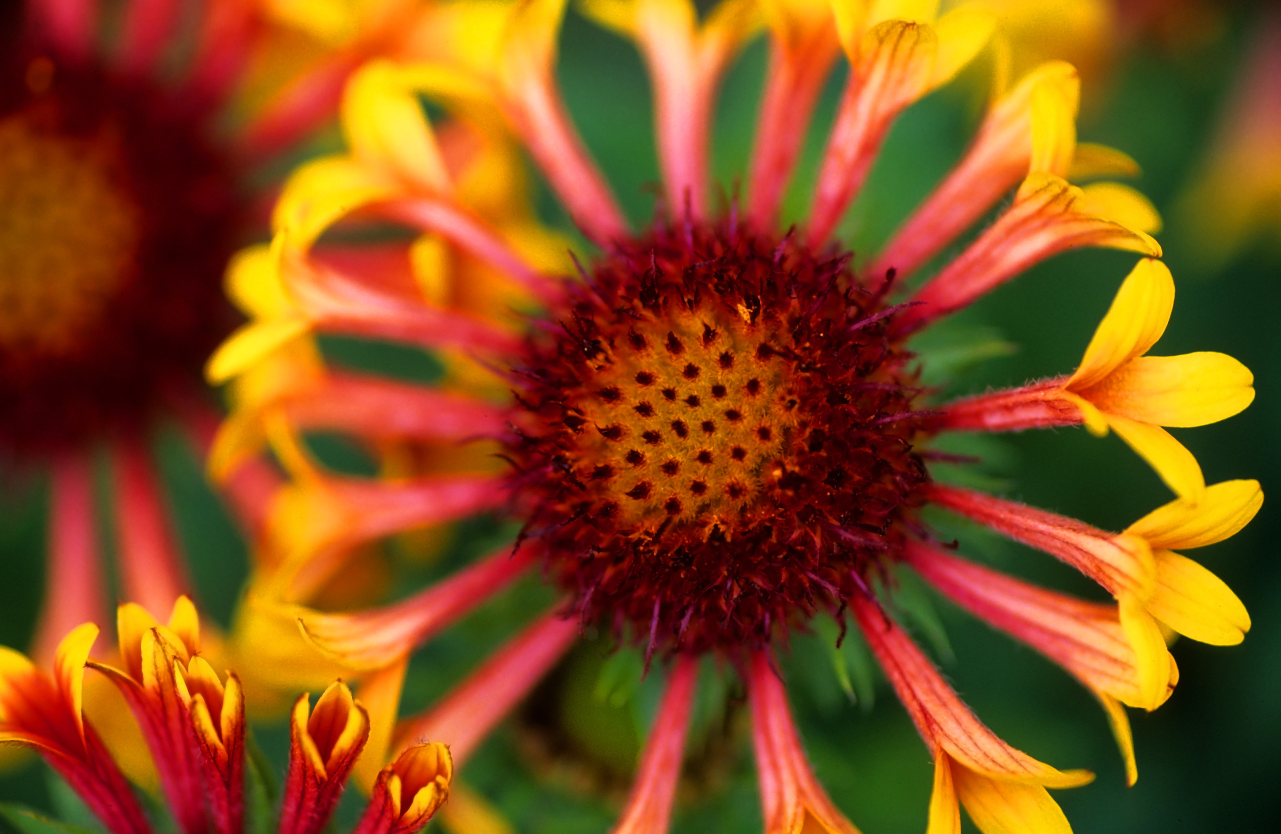 Blanket Flower