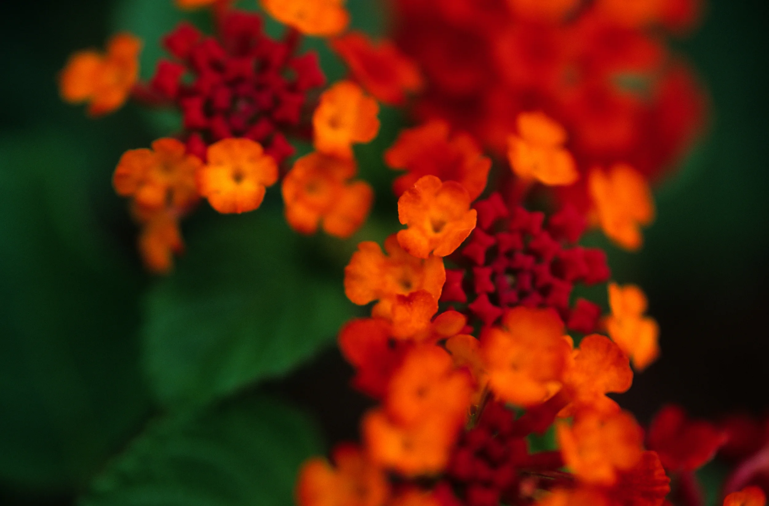 Lantana