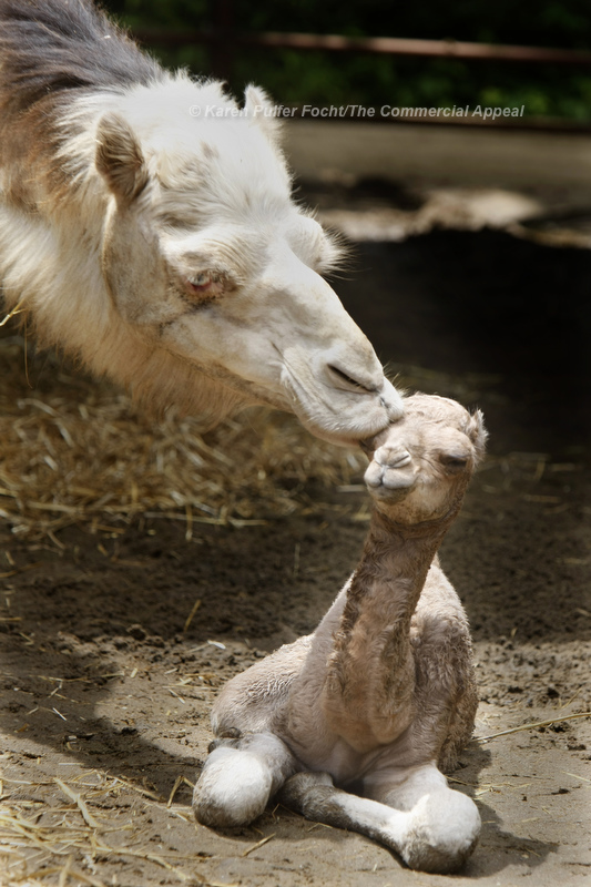 June 13, 2013 - Mona Lisa gets to know her baby, born at the Memphis Zoo last Thursday. The male calf, was born to parents “Mona Lisa” and “Solomon." The baby camel is 68 pounds and 3 feet tall. They are currently on exhibit at east end of the Zoo. “Mother and baby seem to be doing fine,” Matt Thompson, Director of Animal Programs said. “Similar to giraffes, the most important things we look for are the calf’s ability to stand as well as nurse. He is already walking and has nursed several times.” The gestation of camels ranges from 12 to 14 months. The baby has not yet been named. (Karen Pulfer Focht/The Commercial Appeal)