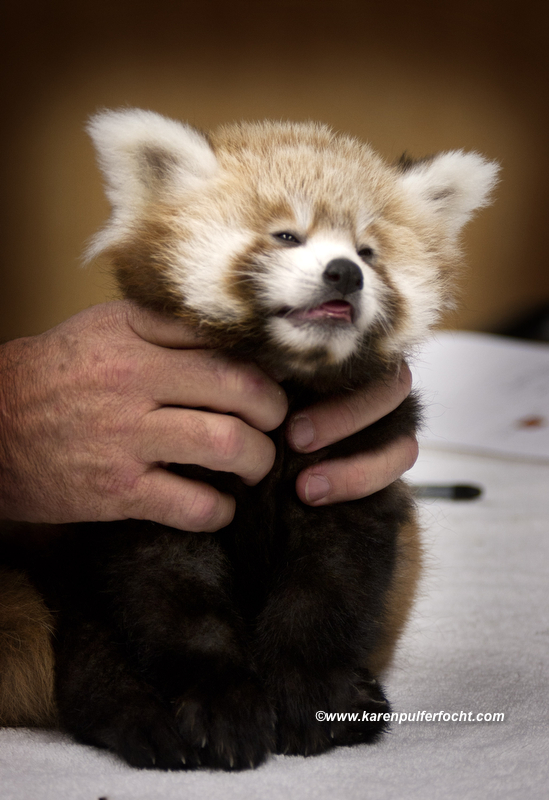 ©FOCHT Red Panda Exam 3.JPG