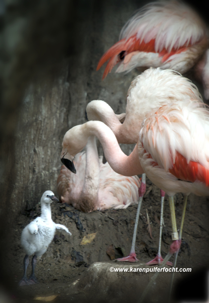 ©FOCHT Flamingo Baby04.JPG