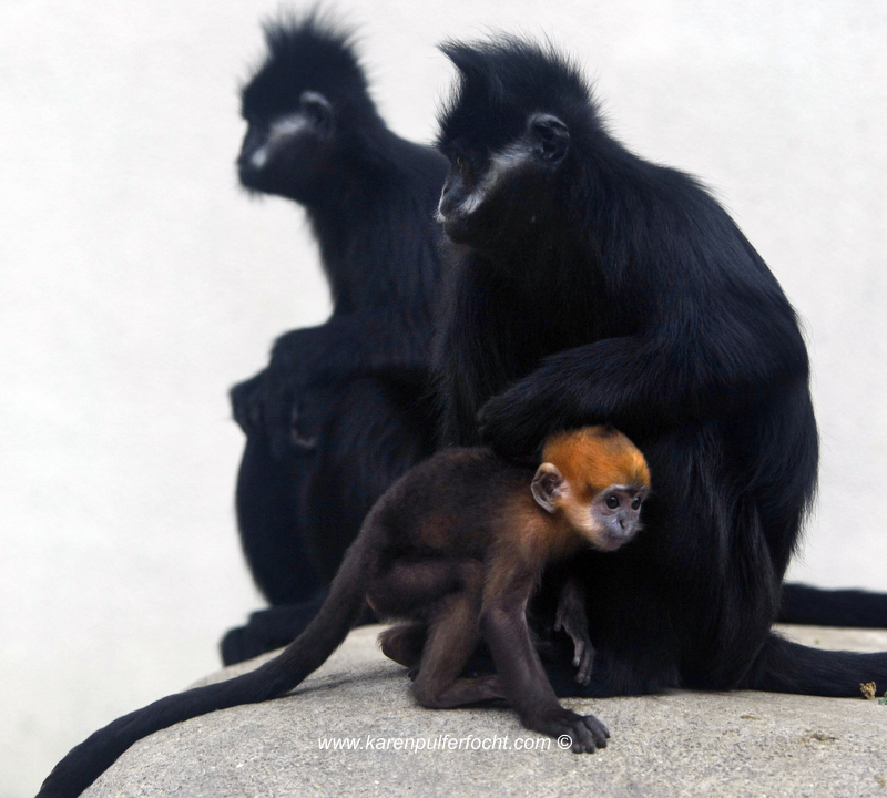 Francois langur 219a.JPG