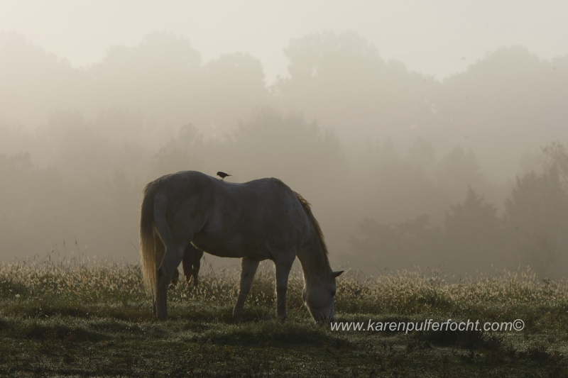 ©Karen Pulfer Focht- Cute Animals028.JPG