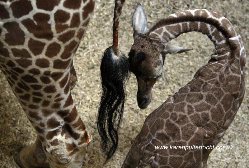 © FOCHT- Baby Giraffe 316bA.JPG