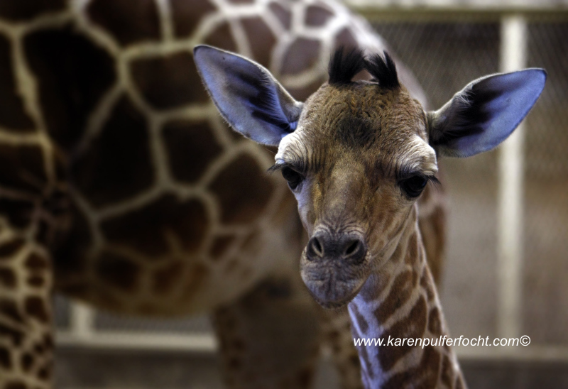 © FOCHT- Baby Giraffe 316cA.JPG