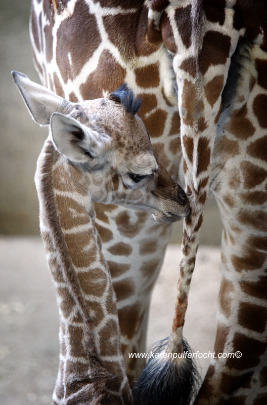 © FOCHT- Baby Giraffe 316dB.JPG