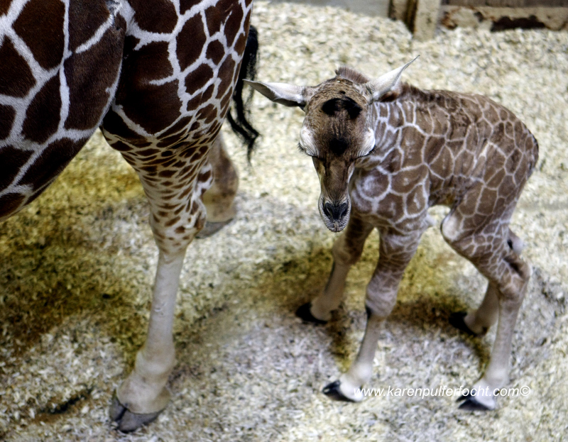 © FOCHT- Baby Giraffe 316fA.JPG