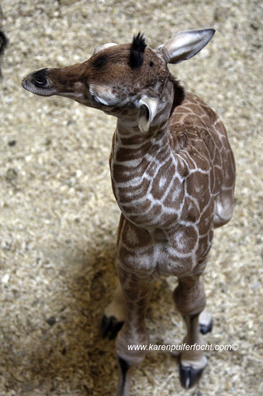 © FOCHT- Baby Giraffe 316gB.JPG