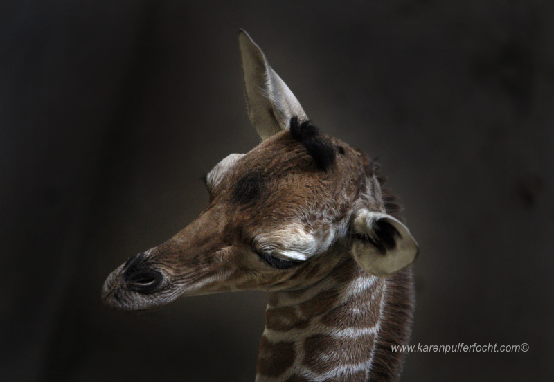 © FOCHT- Baby Giraffe 316aBA.JPG