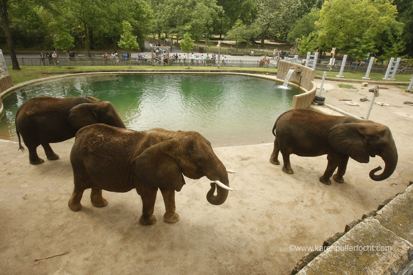 ©Focht- MEMPHIS ZOO-MEMPHIS MAGAZINE 06.JPG