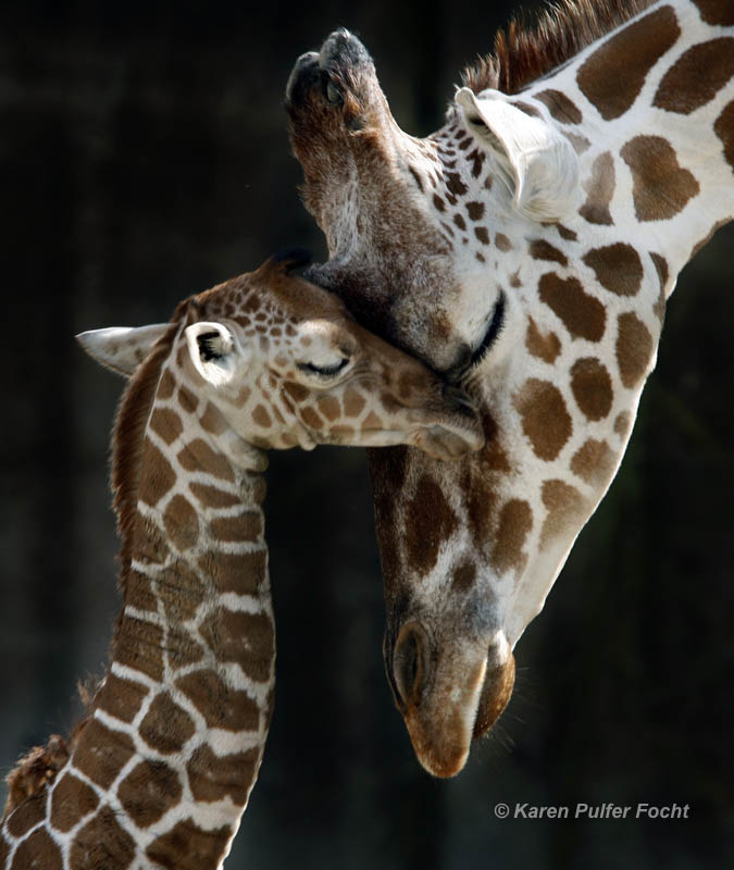 ©Focht- Mothers Love.JPG