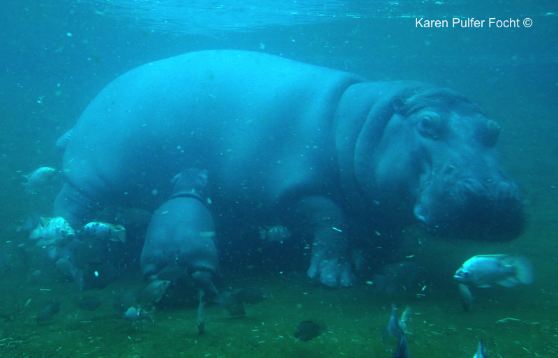 Focht Baby Hippo 07.JPG