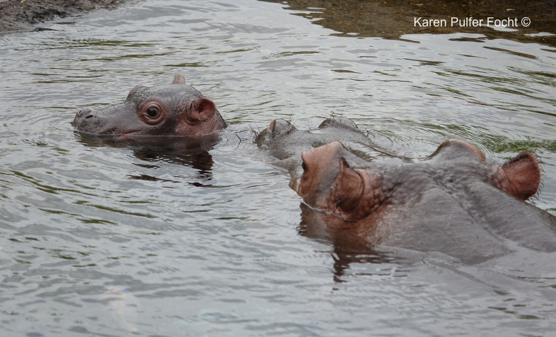 Focht Baby Hippo 05.JPG