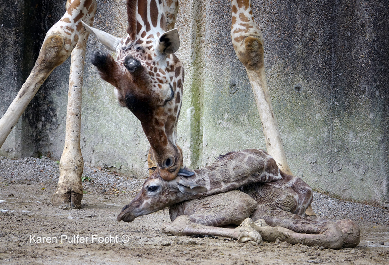 Giraffe Gives Birth On Exhibit — KAREN PULFER FOCHT -Photojournalist