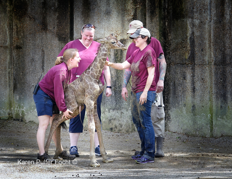 ©Focht- Baby Giraffe 04032017- 103.JPG