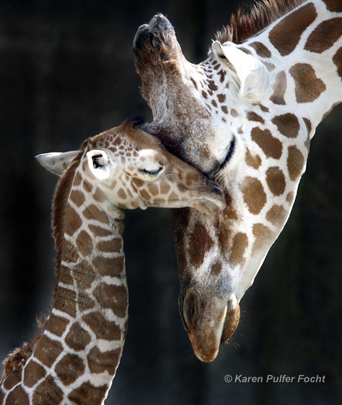 ©Focht-  Memphis Zoo Giraffes 001.JPG