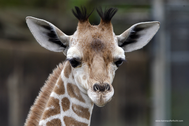©Focht-  Memphis Zoo Giraffes 002.JPG