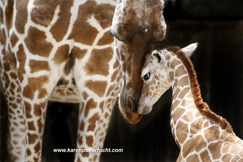 ©Focht-  Memphis Zoo Giraffes 006.JPG