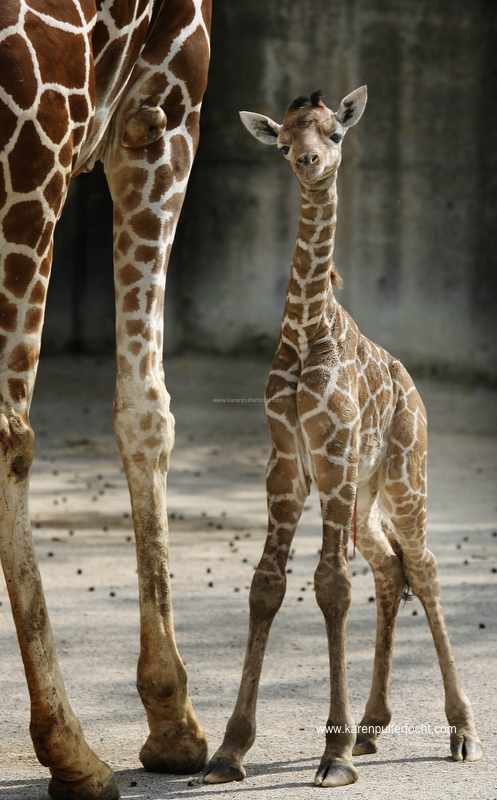 ©Focht-  Memphis Zoo Giraffes 007.JPG