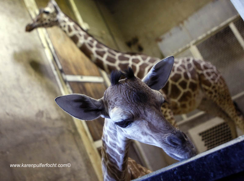 ©Focht-  Memphis Zoo Giraffes 008.JPG