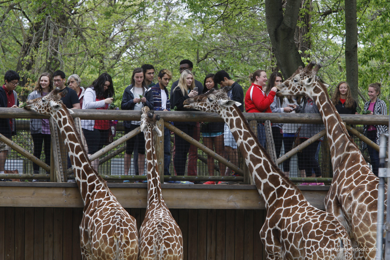 ©Focht-  Memphis Zoo Giraffes 003.JPG