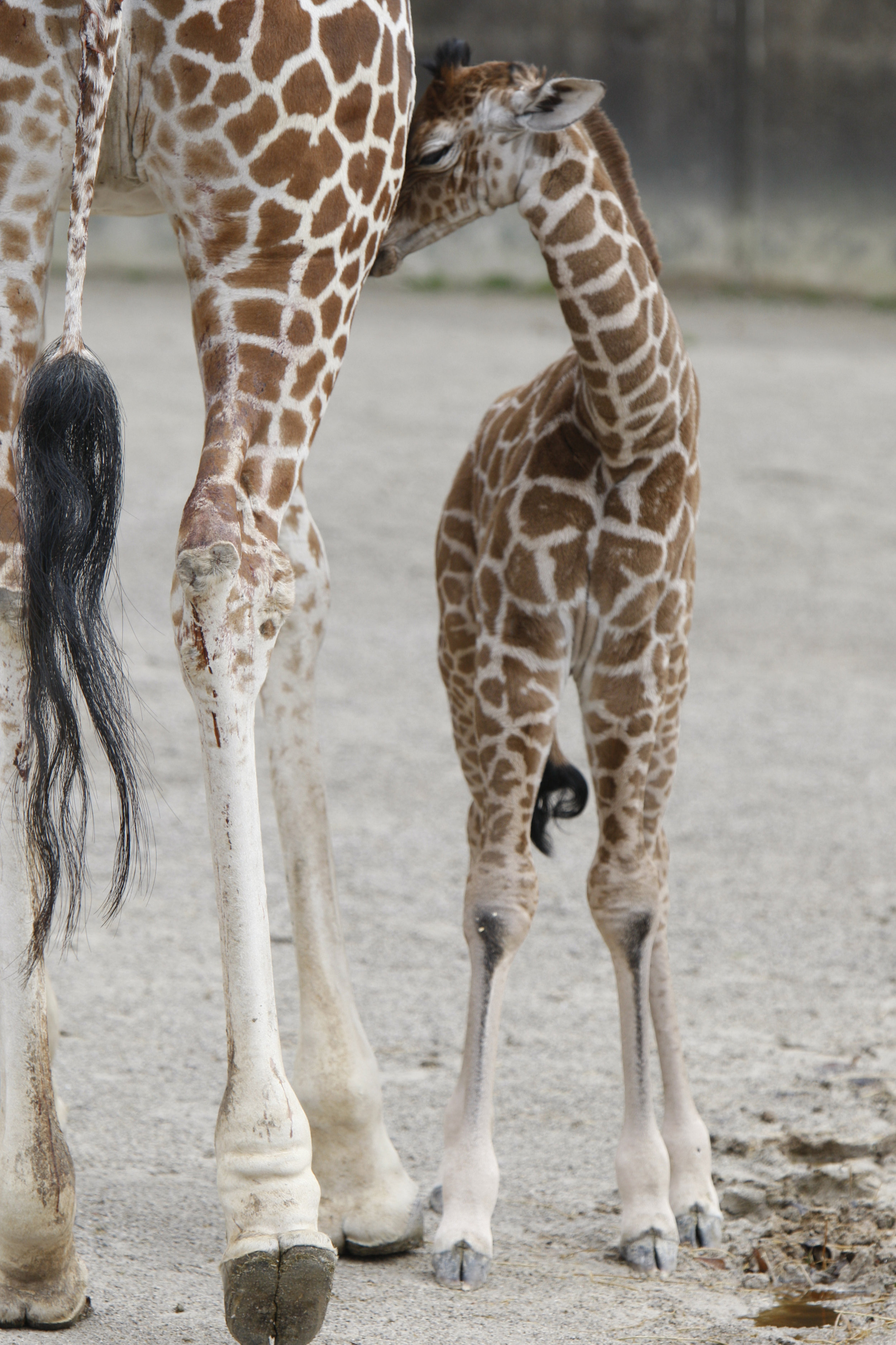 ©Focht-  Memphis Zoo Giraffes 004.JPG