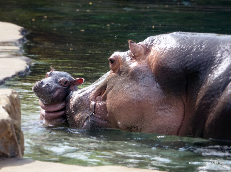 ©Focht- Memphis Zoo 04152017 Hippo 009.JPG