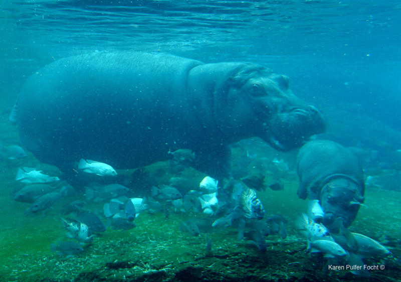 ©Focht- Memphis Zoo 04172017 Hippo 000.JPG