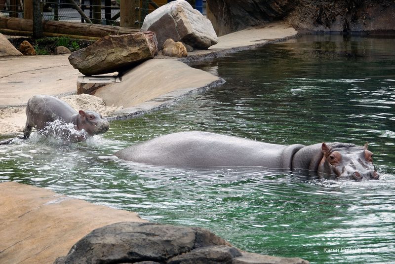 ©Focht- Memphis Zoo 04172017 Hippo 001.JPG