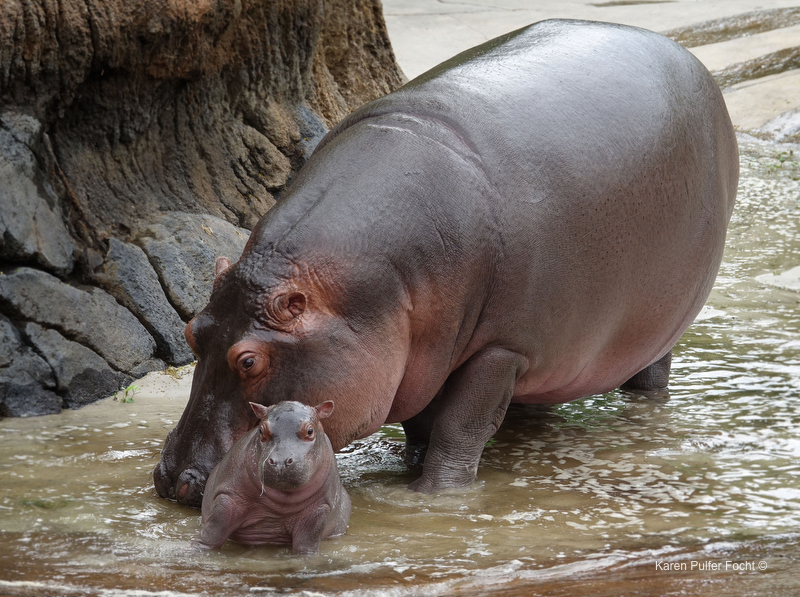 ©Focht- Memphis Zoo 04172017 Hippo 003.JPG