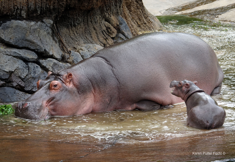 ©Focht- Memphis Zoo 04172017 Hippo 006.JPG