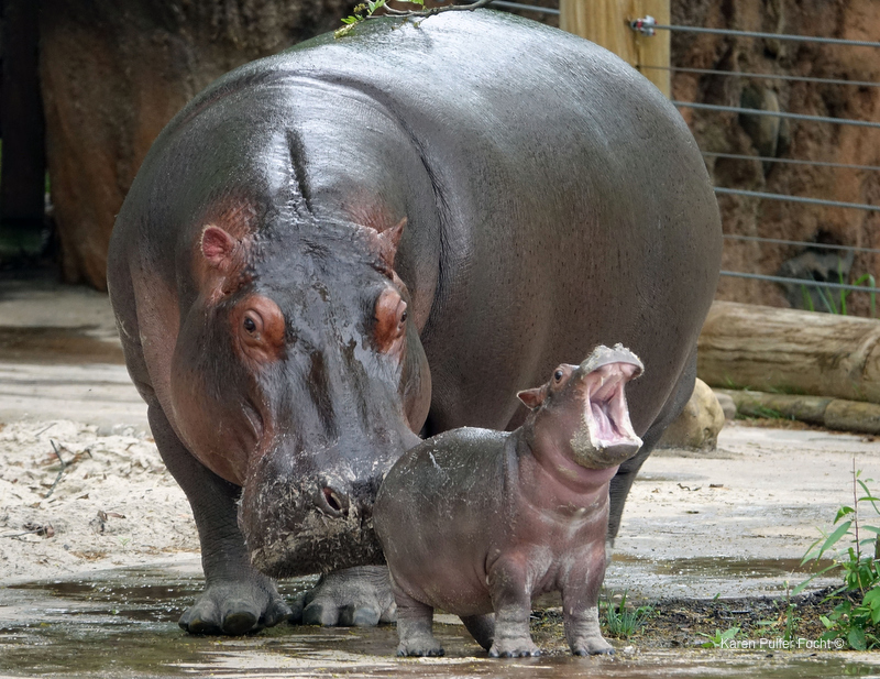 ©Focht- Memphis Zoo 04172017 Hippo 007.JPG