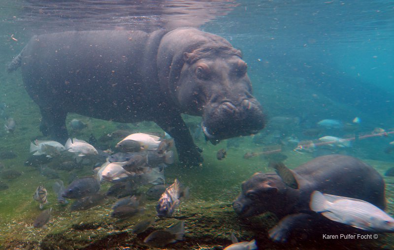 ©Focht- Memphis Zoo 04172017 Hippo 009.JPG