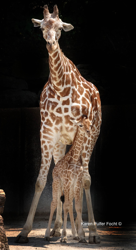 08212017 Zoo Eclipse Giraffe © Karen Pulfer Focht 077A.JPG