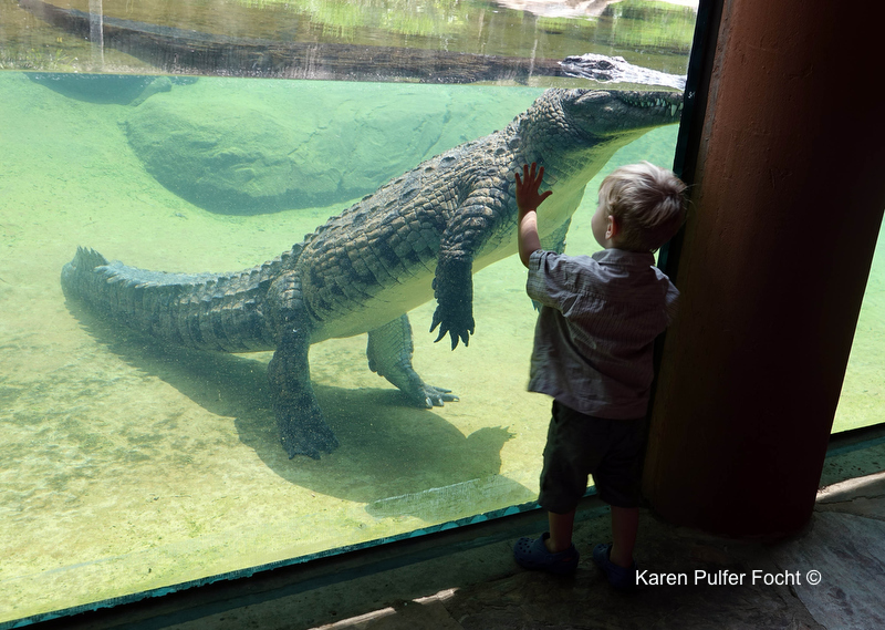 08212017 Zoo Eclipse Alligator © Karen Pulfer Focht 275.JPG