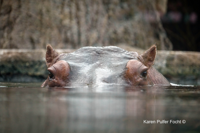 08212017 Zoo Eclipse Hippos © Karen Pulfer Focht 285.JPG