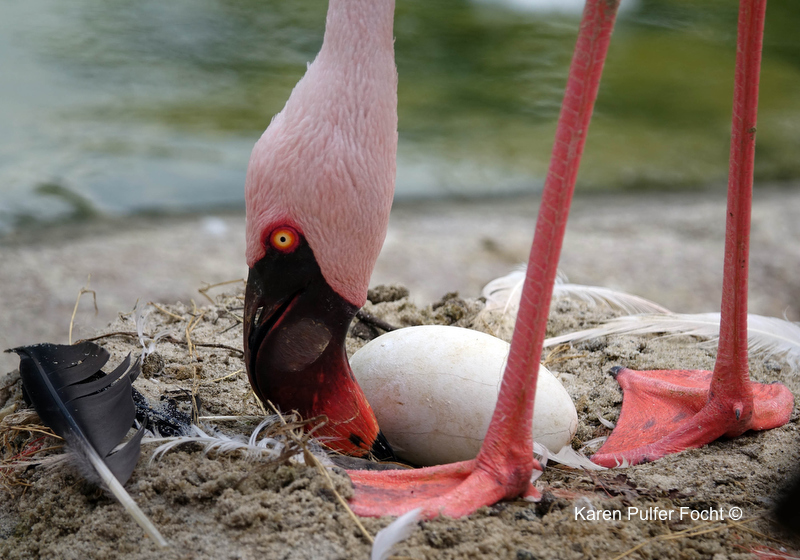 08212017 Zoo Eclipse Flamingo Eggs © Karen Pulfer Focht 060.JPG