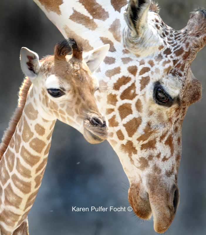 08212017 Zoo Eclipse Giraffe © Karen Pulfer Focht 193.JPG