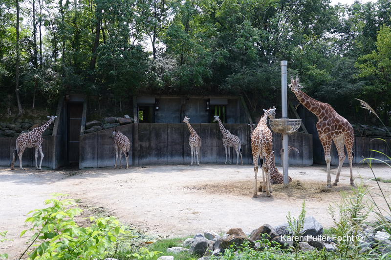 08212017 Zoo Eclipse Giraffe © Karen Pulfer Focht 244.JPG