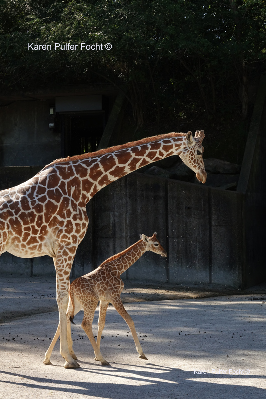 ©Focht  Baby Giraffes 082A.JPG