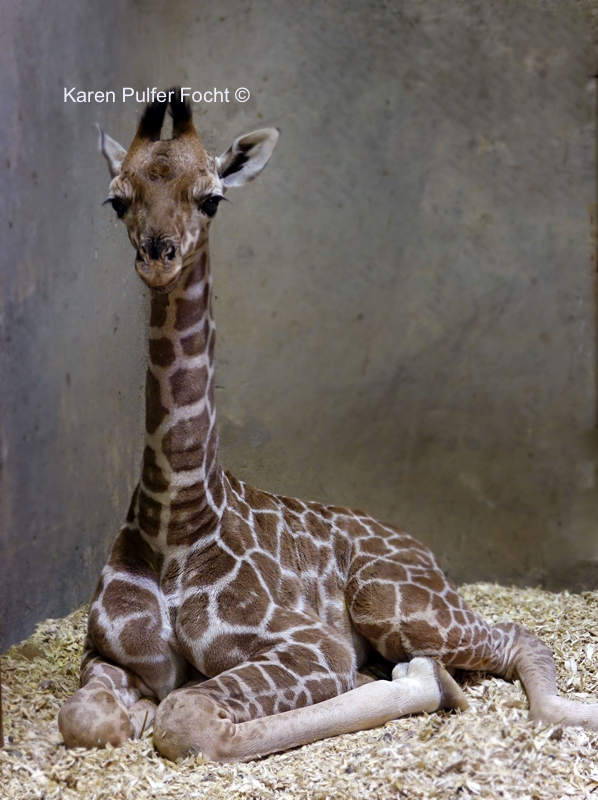 ©Focht- Memphis Zoo 04172017 Giraffe 001 PS.JPG