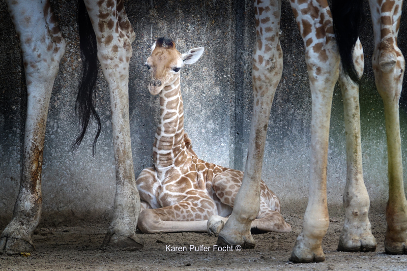 08212017 Focht Giraffe Babies 035.JPG