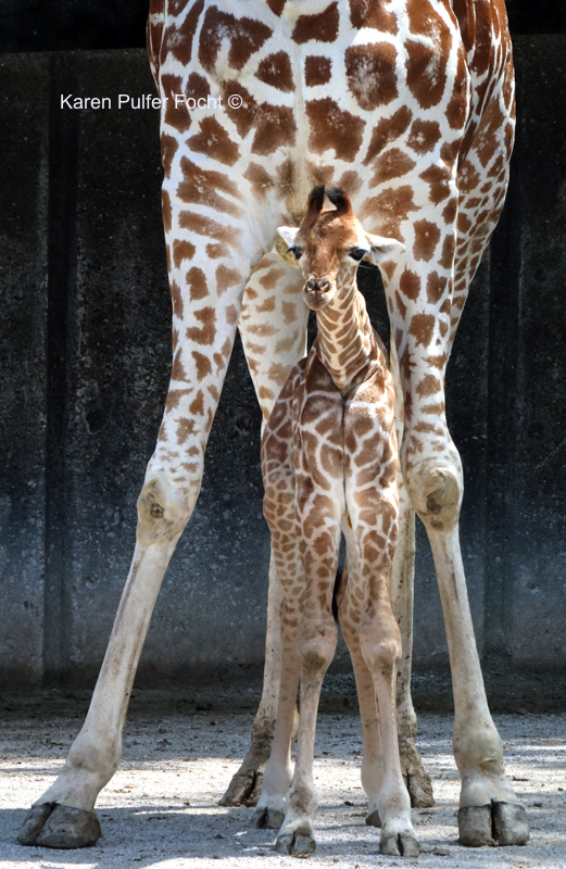 08212017 Focht Giraffe Babies 015.JPG