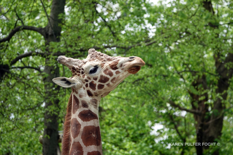 04122019 Memphis Zoo  kpf04.JPG